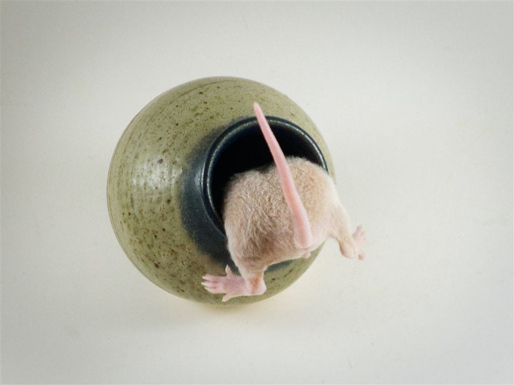 En rotte på vej ned i en krukke.