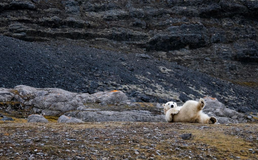 En isbjørn ligger og ruller sig