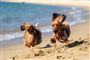 hunde på strand
