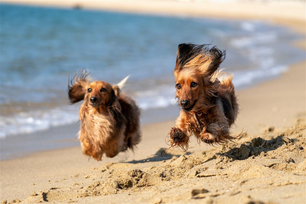hunde på strand