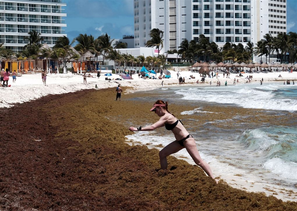 tang på en strand og en badegæst prøver at forcere det.