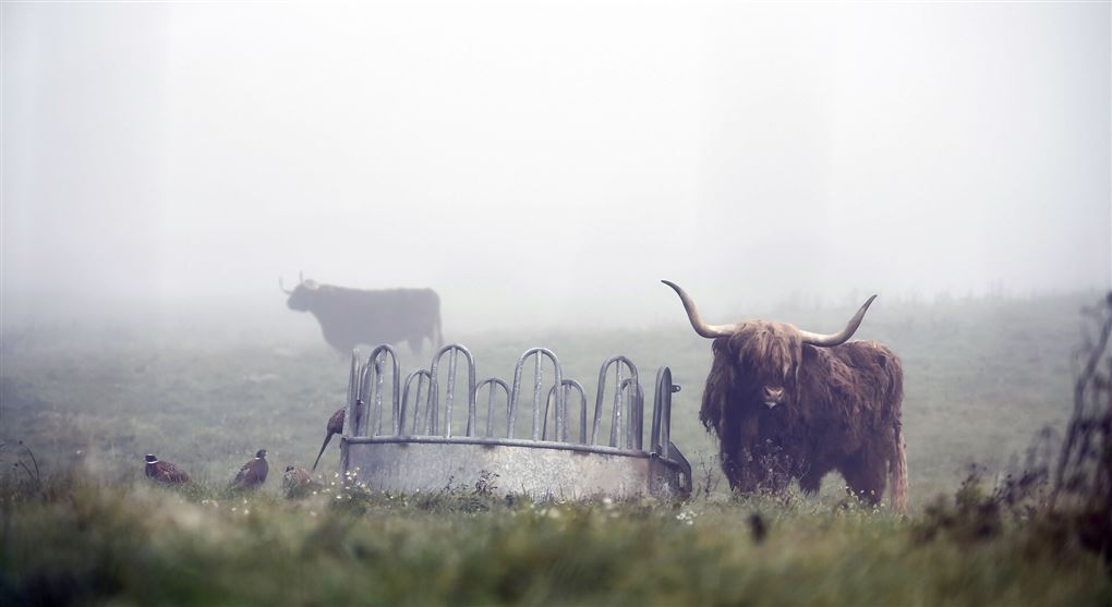tyr står på mark i tæt tåge