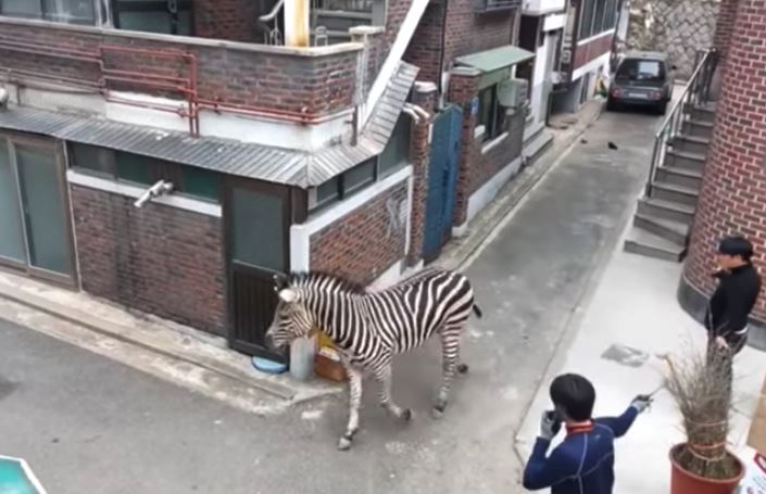 Zebra på gade