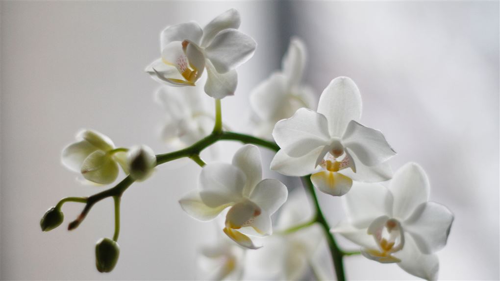 en orkide