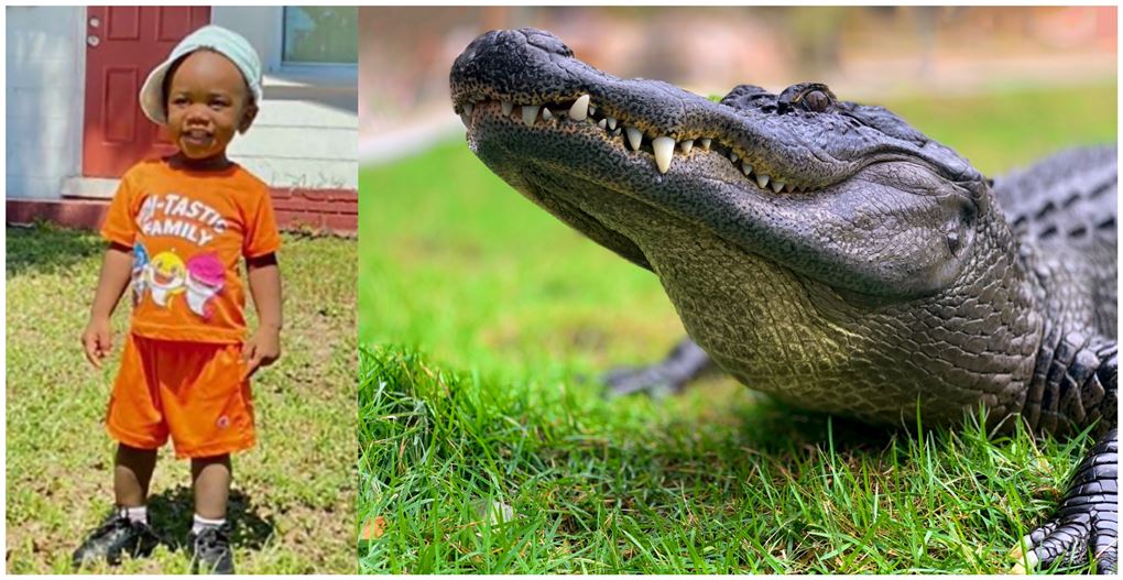 En lille dreng og en alligator