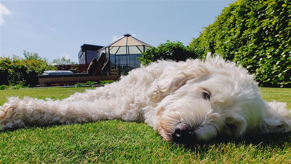 en hund på en græsplæne