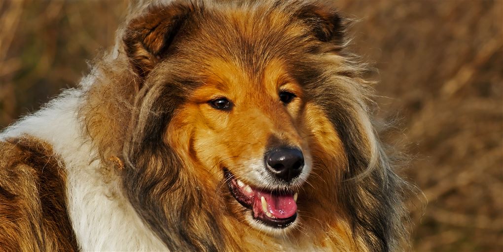 Lassie-hund sin kræftknude Avisen.dk