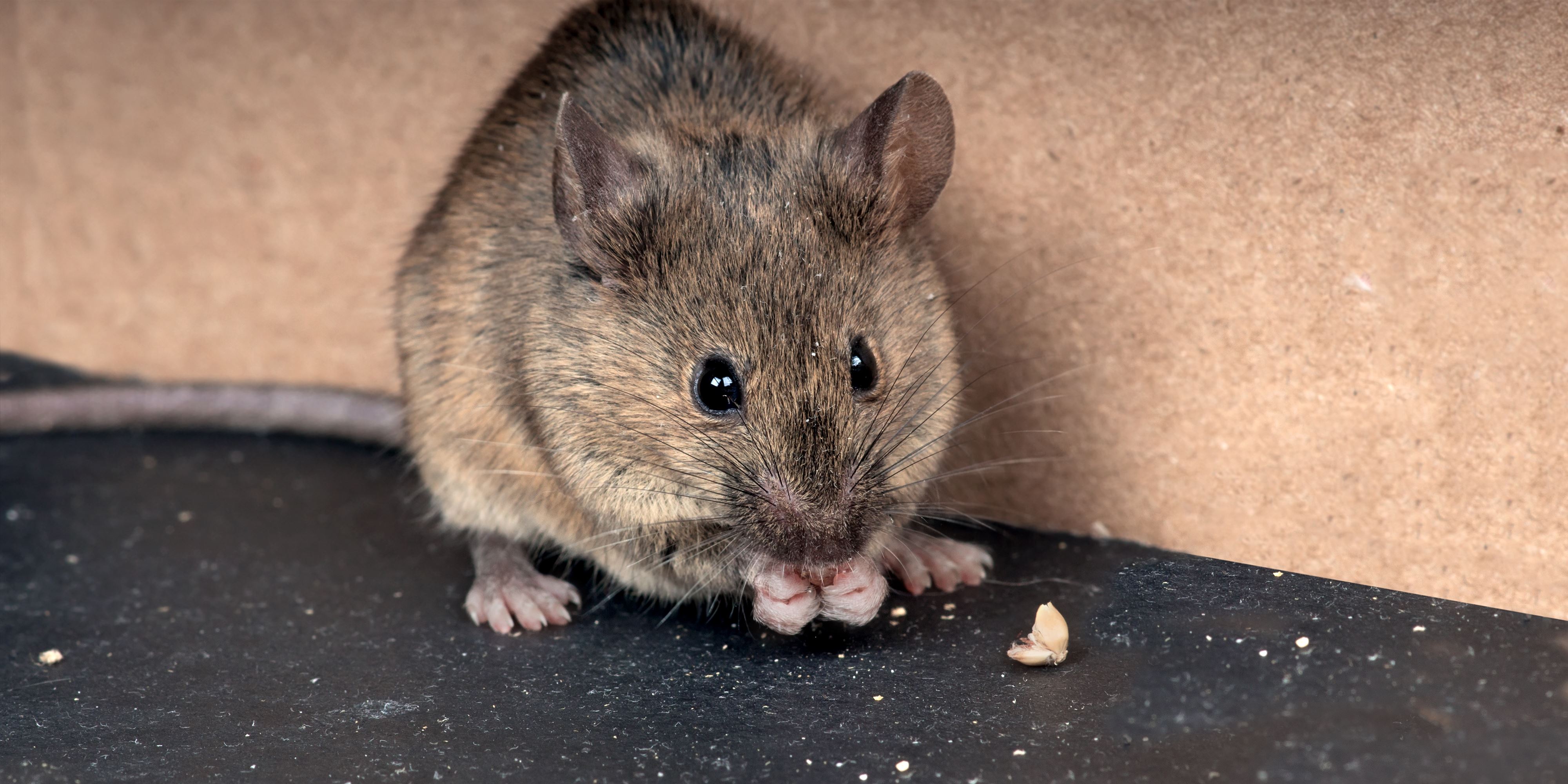A mouse allows