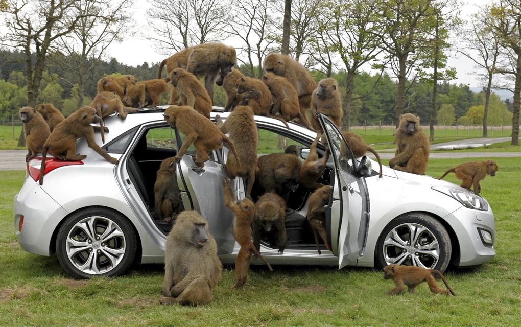 En grå personbil fyldt med aber.