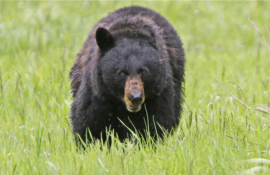 En stor sort bjørn i højt græs.