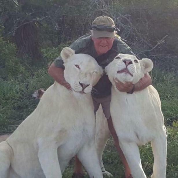 Mand krammer to hvide løver