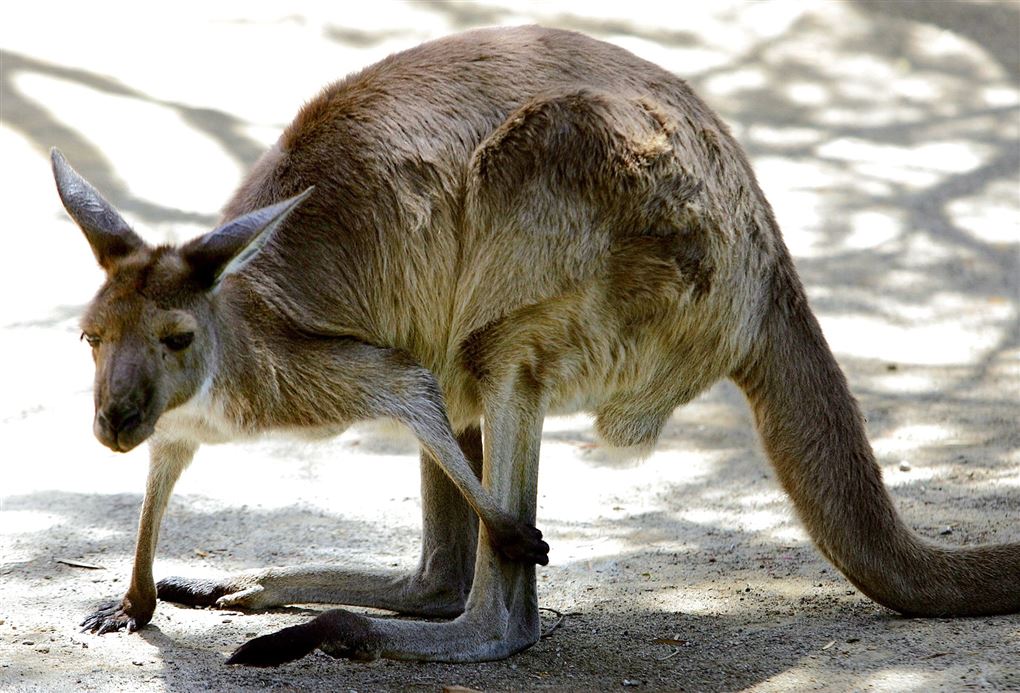 En foroverbøjet kænguru på en strand.
