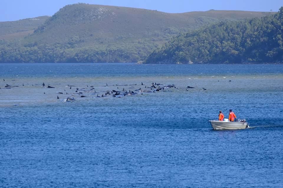 Strandede grindehvaler på Tasmaniens vestkyst
