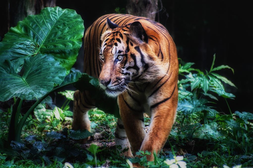 Billede af en tiger, som lister rundt i skoven