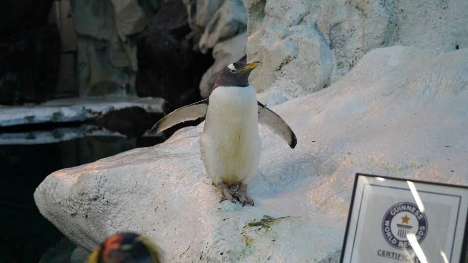 gammel pingvin står og kigger i Odense Zoo. 