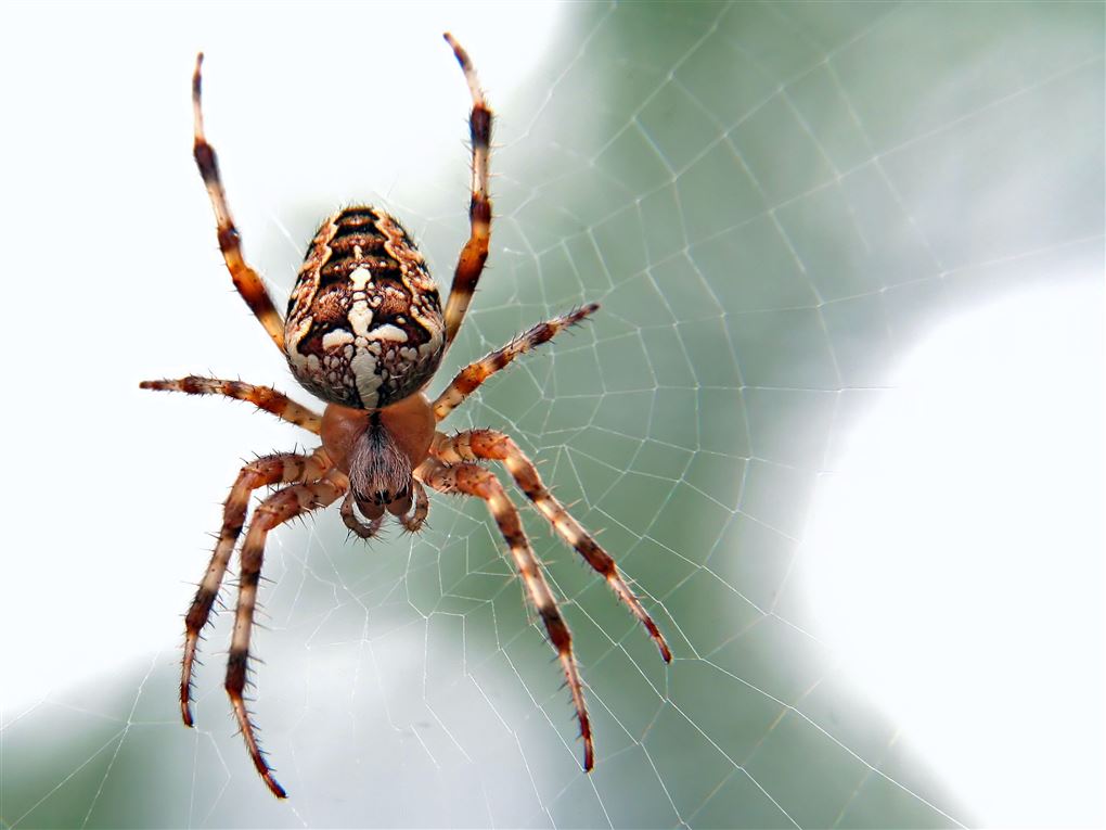 En lille korsedderkop i et spind