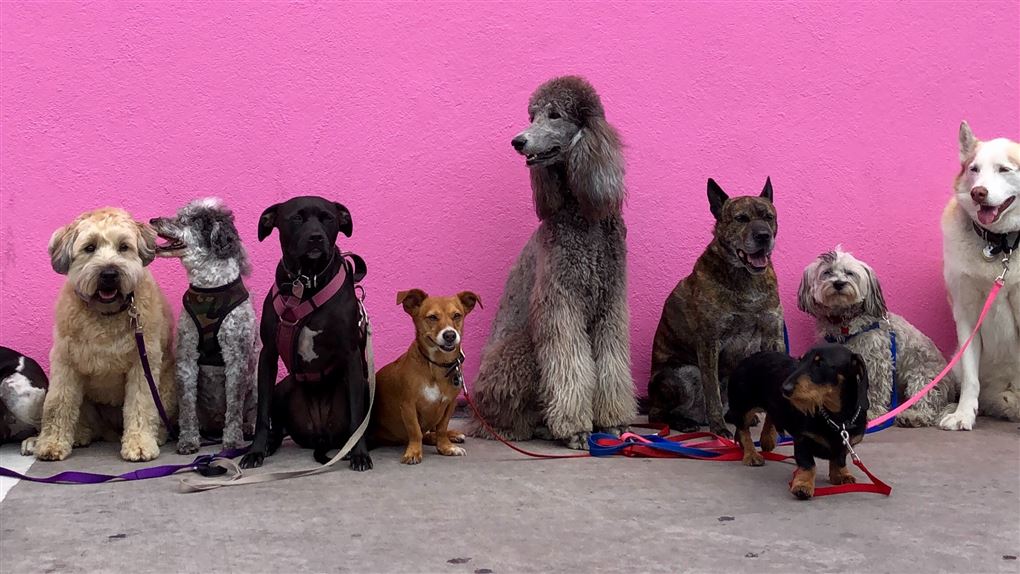 En broget flok hunde fotograferet op ad en pink mur. 