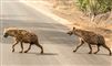 to hyæner krydser vej 