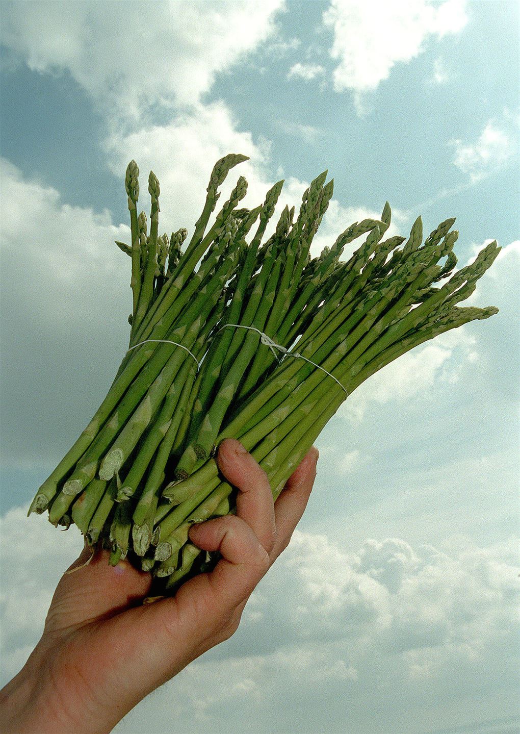 En hold holder et kæmpe bundt fine grønne asparges med en blå himmel som baggrund. 