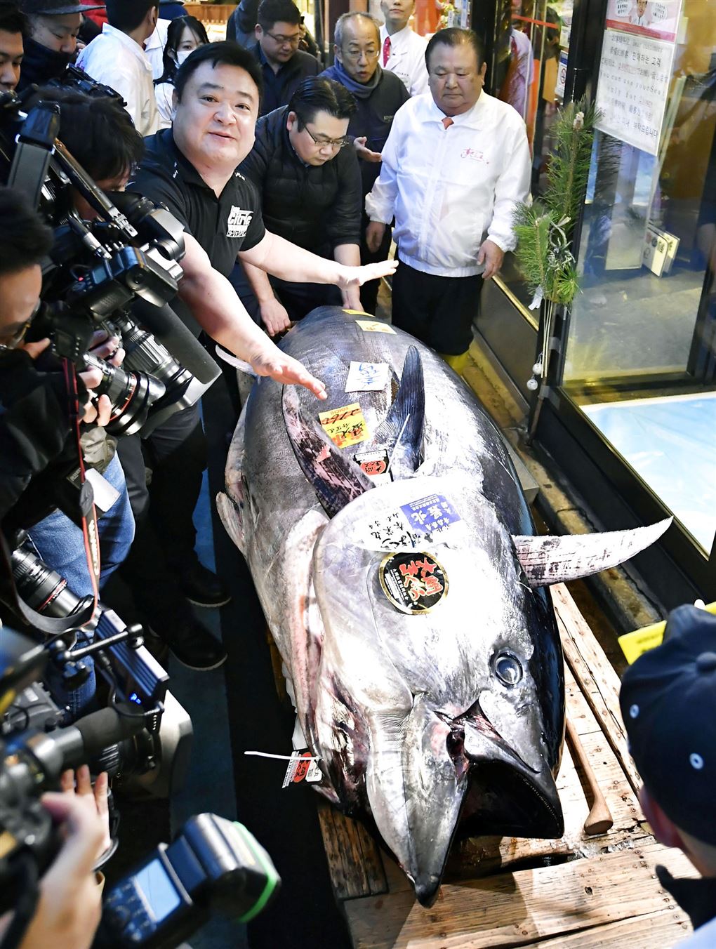 stor tunfisk på bord inspiceres 
