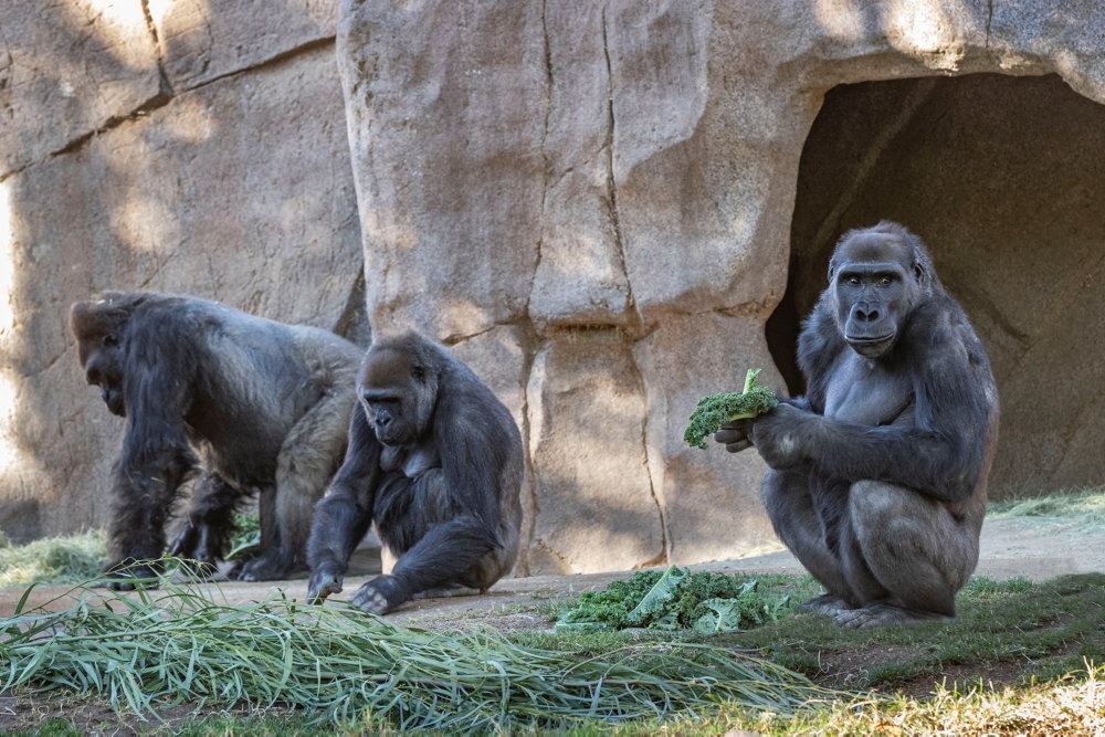 billede af gorillaer i San Diego Zoo Safari Park