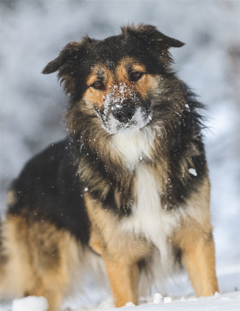 En hund med sne om snuden