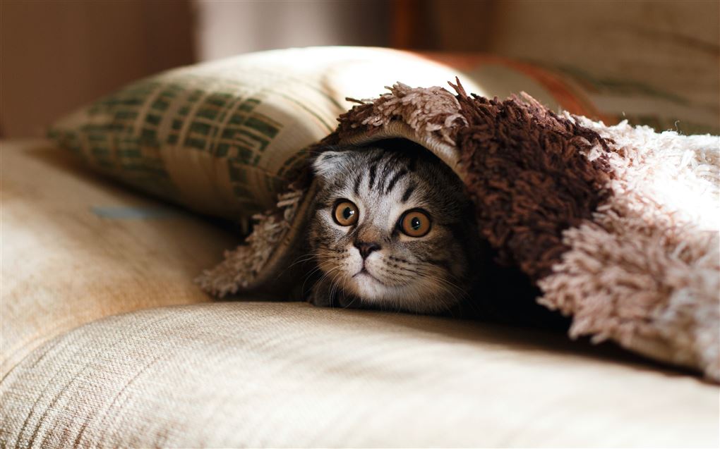 En killing under et tæppe kigger ud