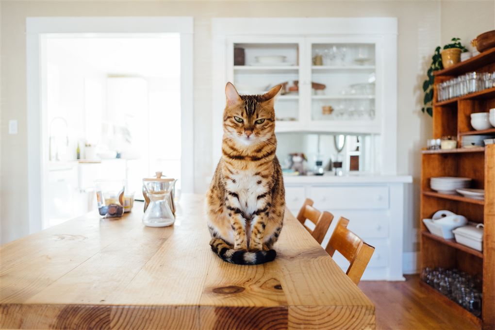 En kat på et køkkenbord