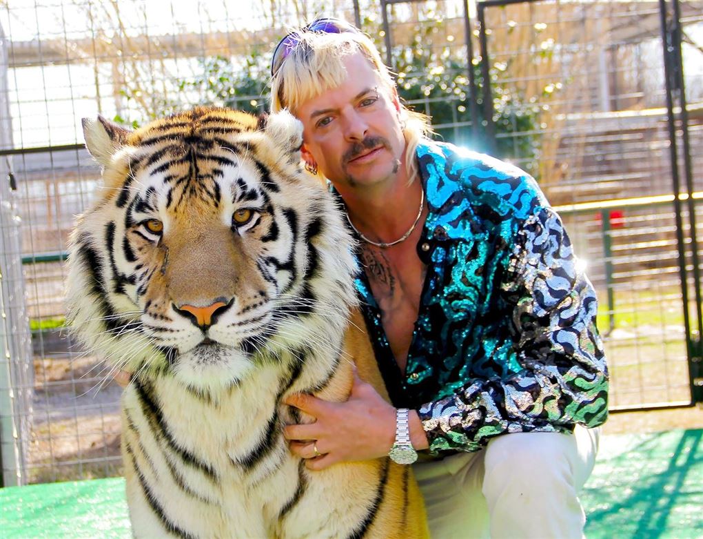tiger og skægget mand i hawaiiskjorte 