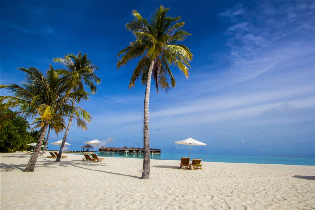 strand med palmer under blå himmel