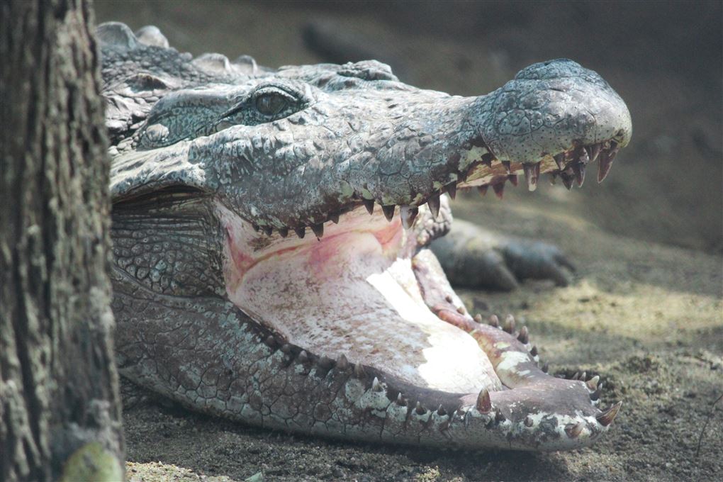 En krokodille med åbent gab