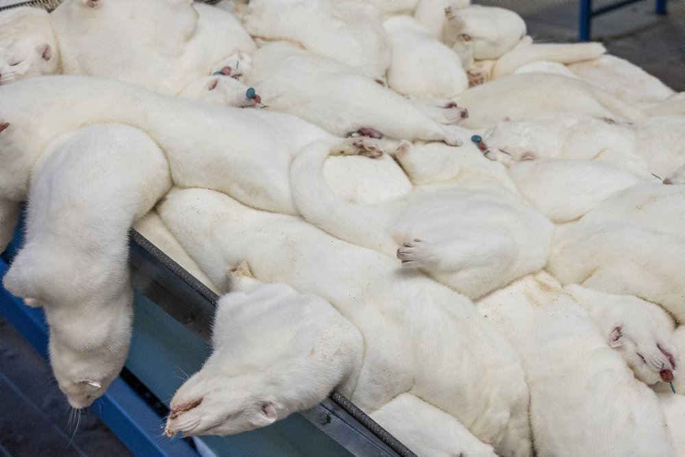 Masser af døde hvide mink