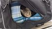 kat kigger ud af taske 