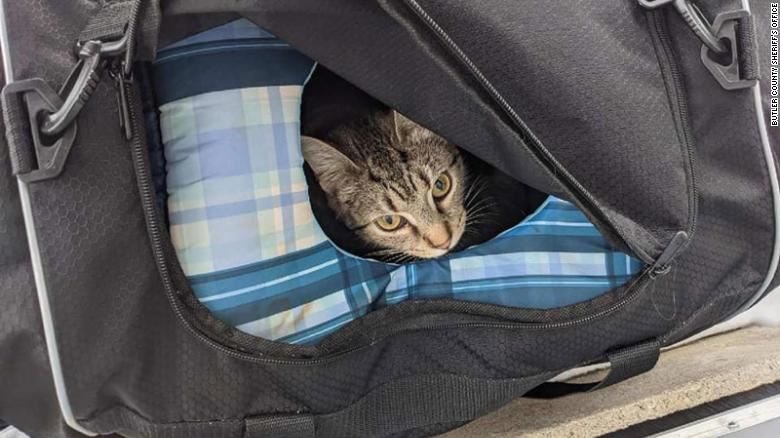 kat kigger ud af taske 