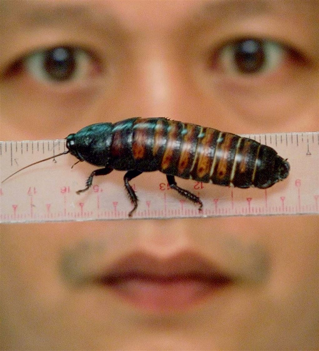 En stor kakerlak