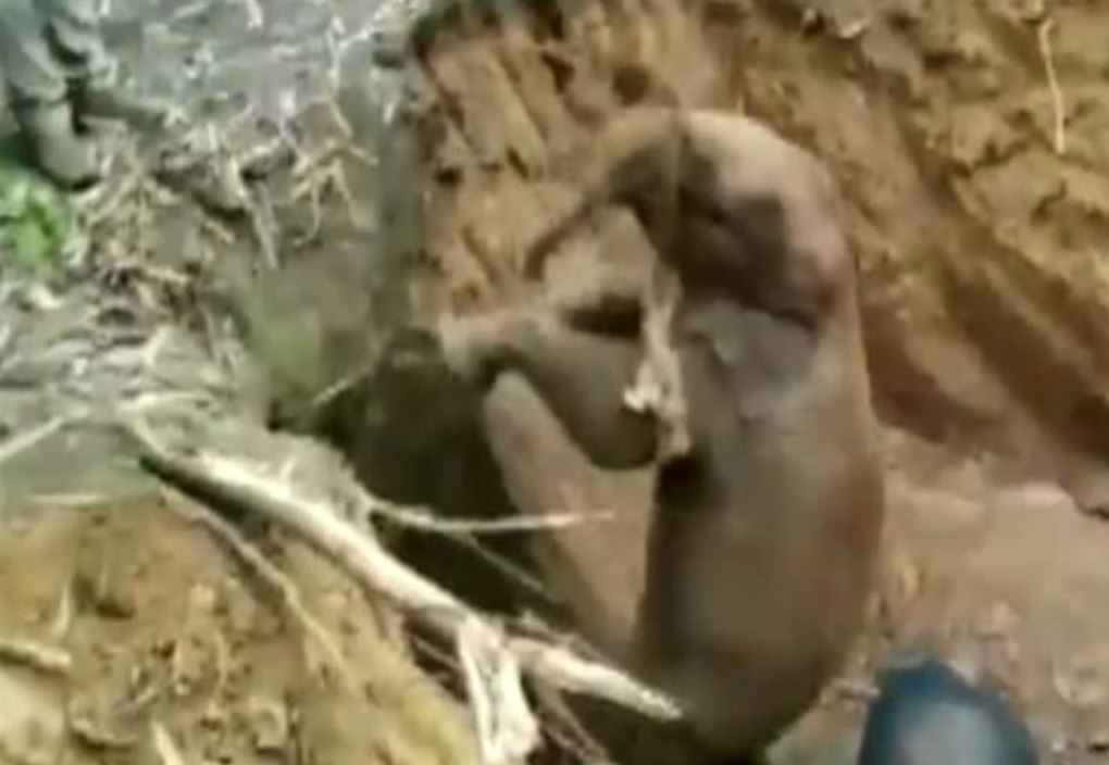 En elefant med reb om sig i en mudderpøl