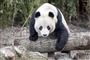 panda sidder på træstamme