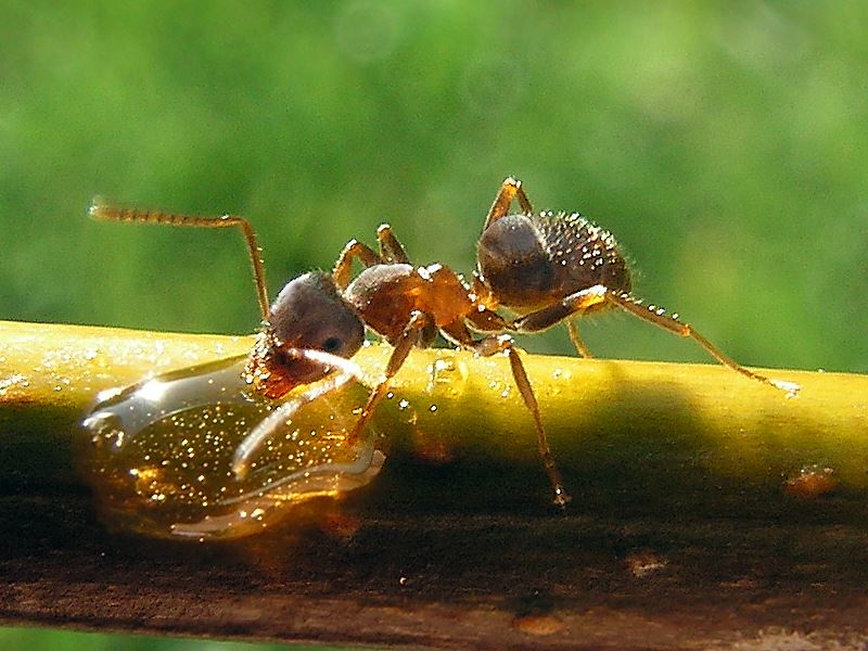 billede af en myre