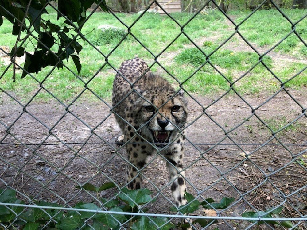 Gepard bag hegn