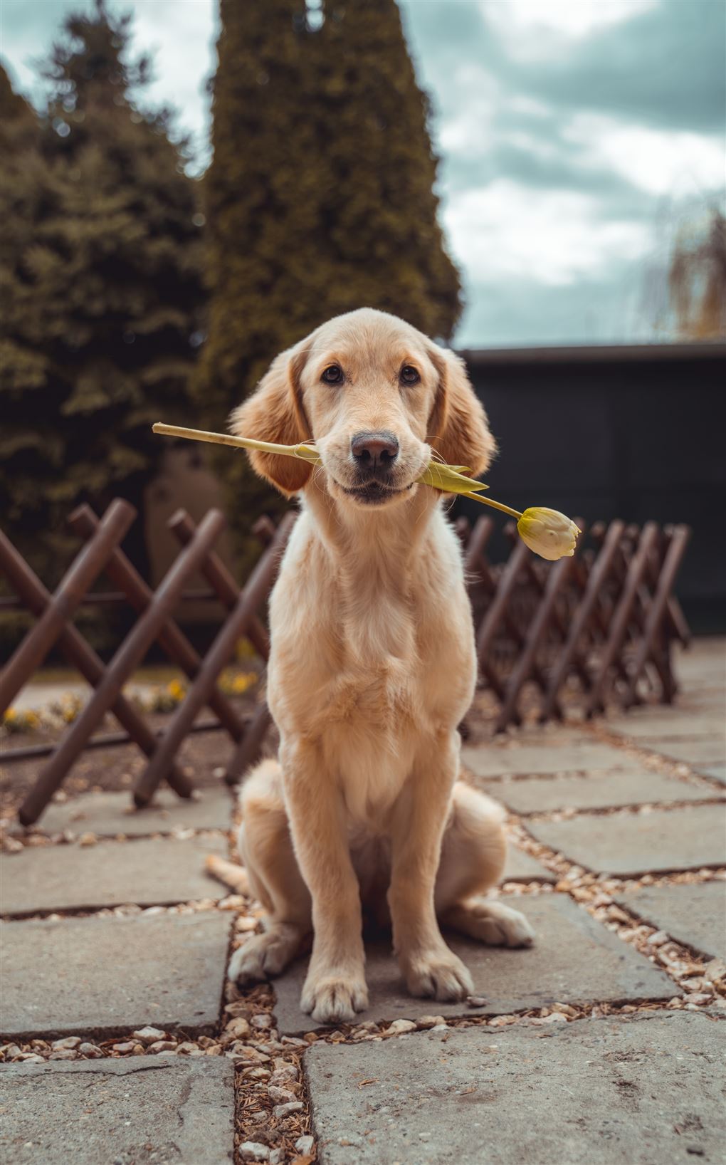 Hund med blomst i munden