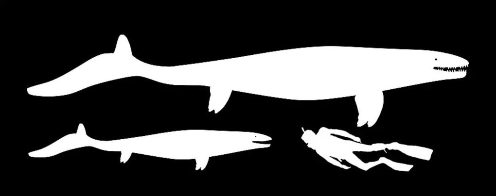 grafik som viser Prognathodons størrelse