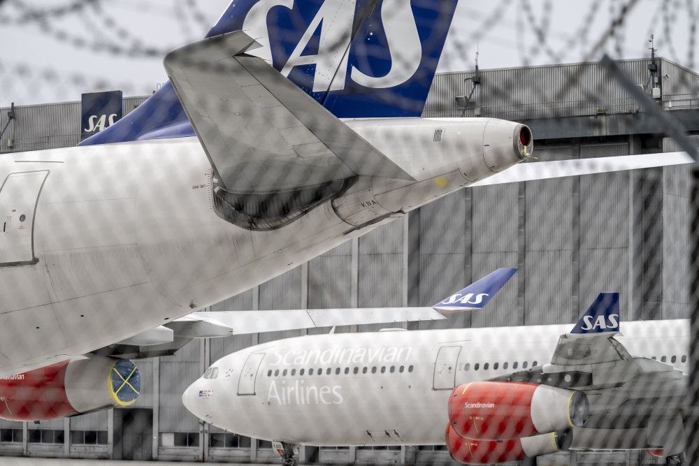 fly står på jorden