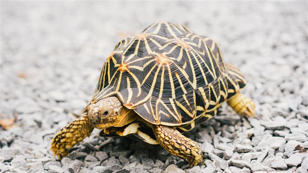 Skildpadde