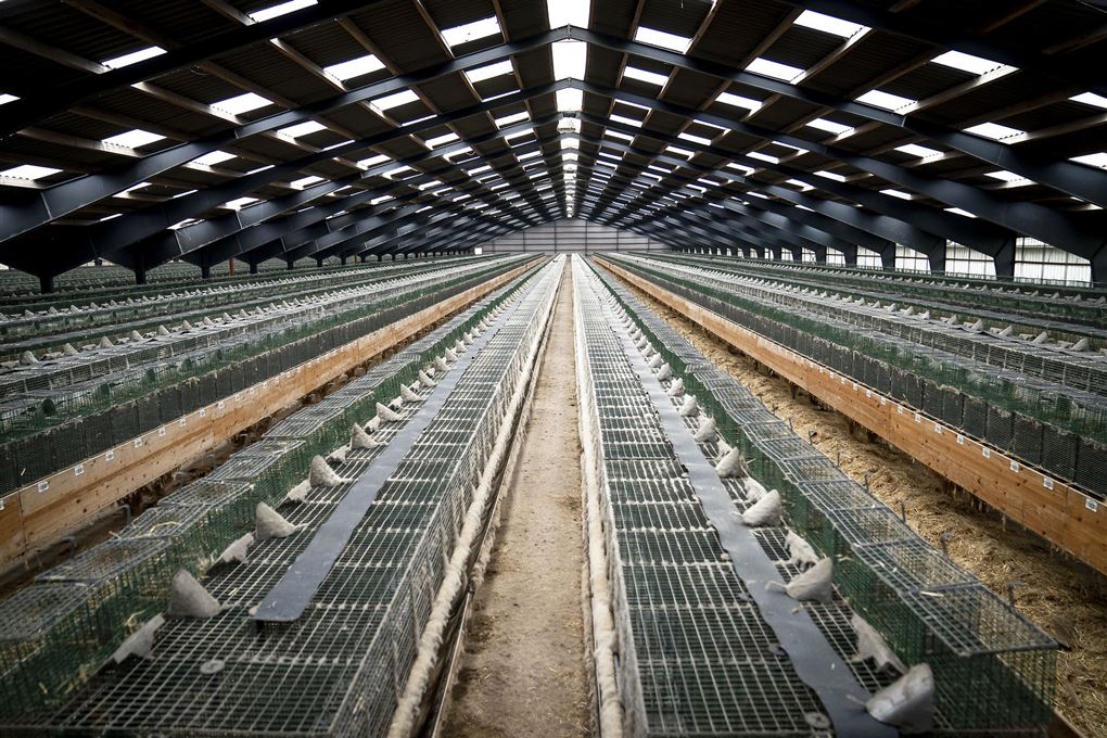 Tom minkfarm