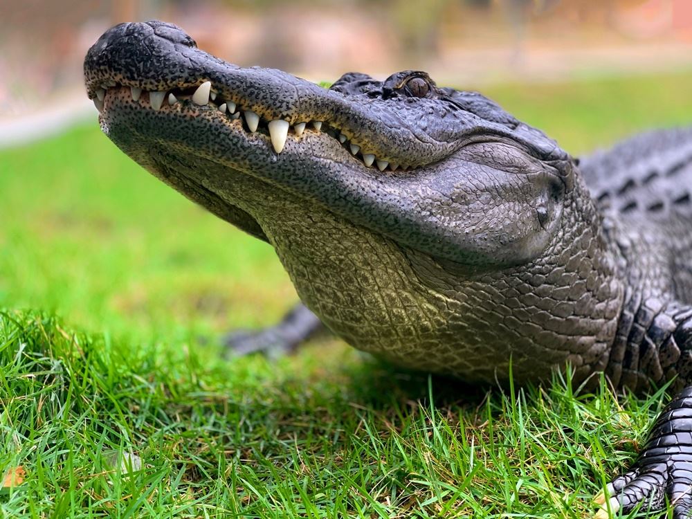 alligator på græs
