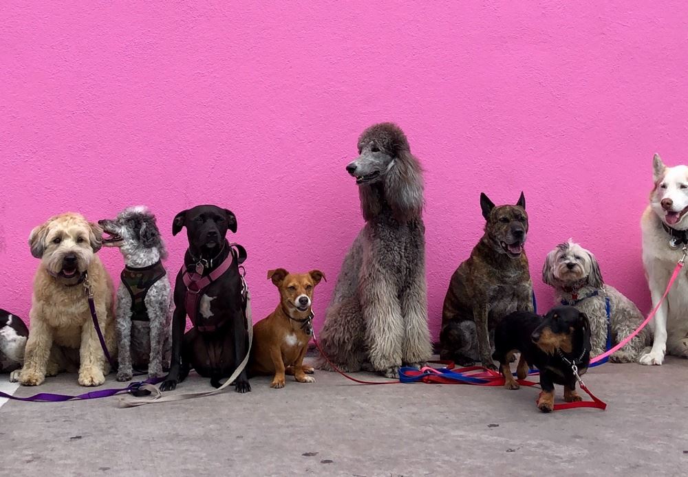 forskellige hunde sidder ved væg