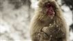 En abe skutter sig i snevejr. 