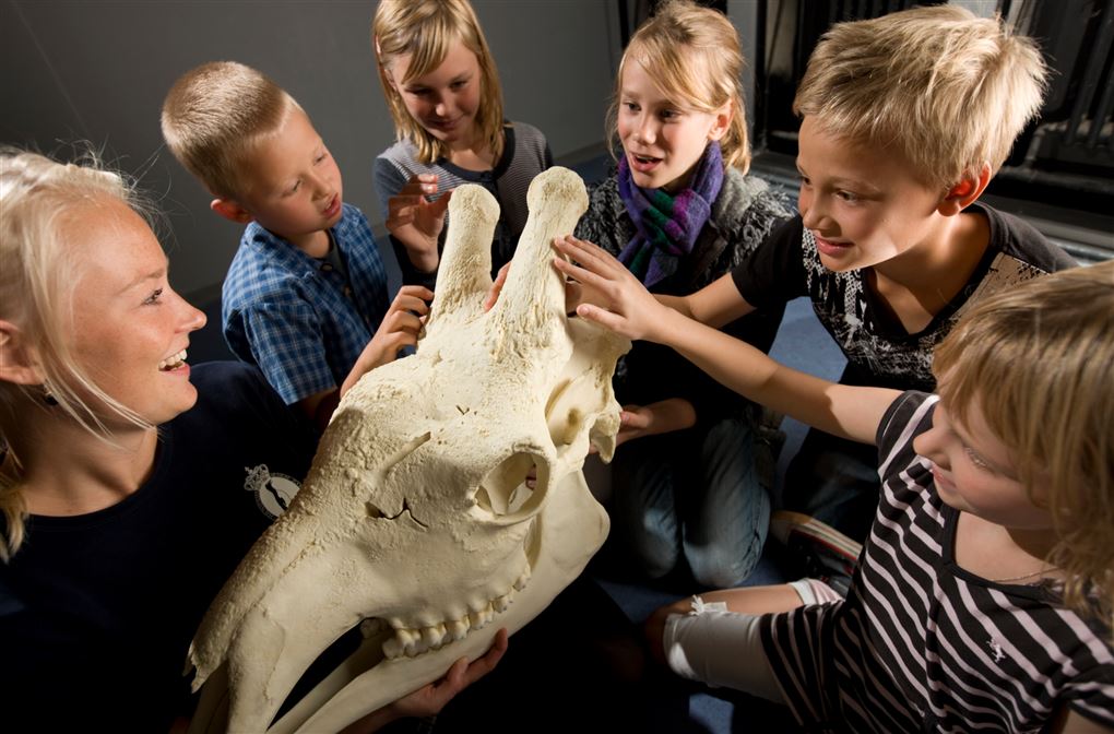 Nogle børn omkring et kranie af et dyr