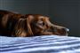 En trist hund