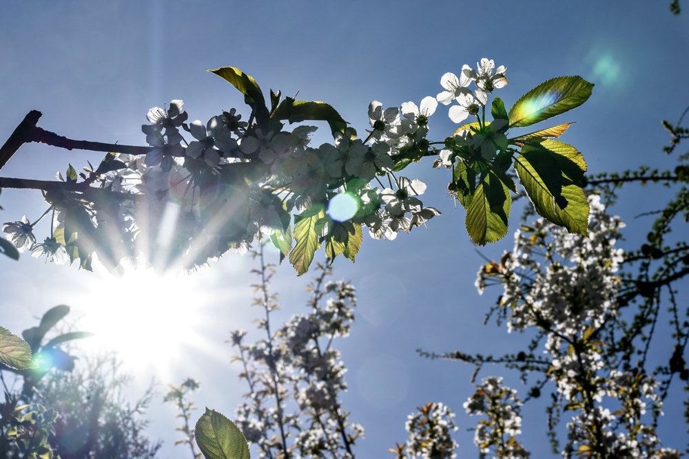 sol skinner gennem grene på træ